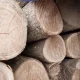 Gỗ xoan ta là gì? Gỗ xoan ta bao nhiêu tiền 1 khối?