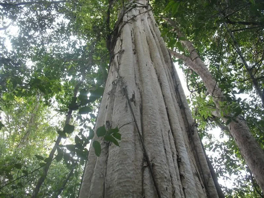 Gỗ gõ đỏ là gì?