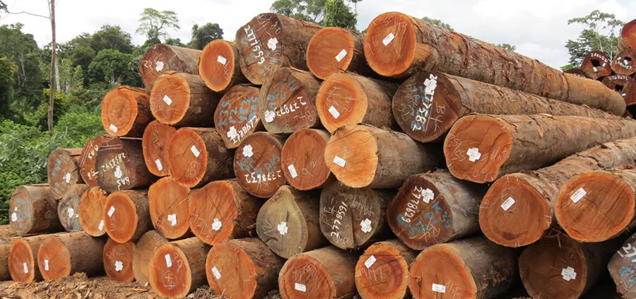 Gỗ gõ đỏ có mấy loại?