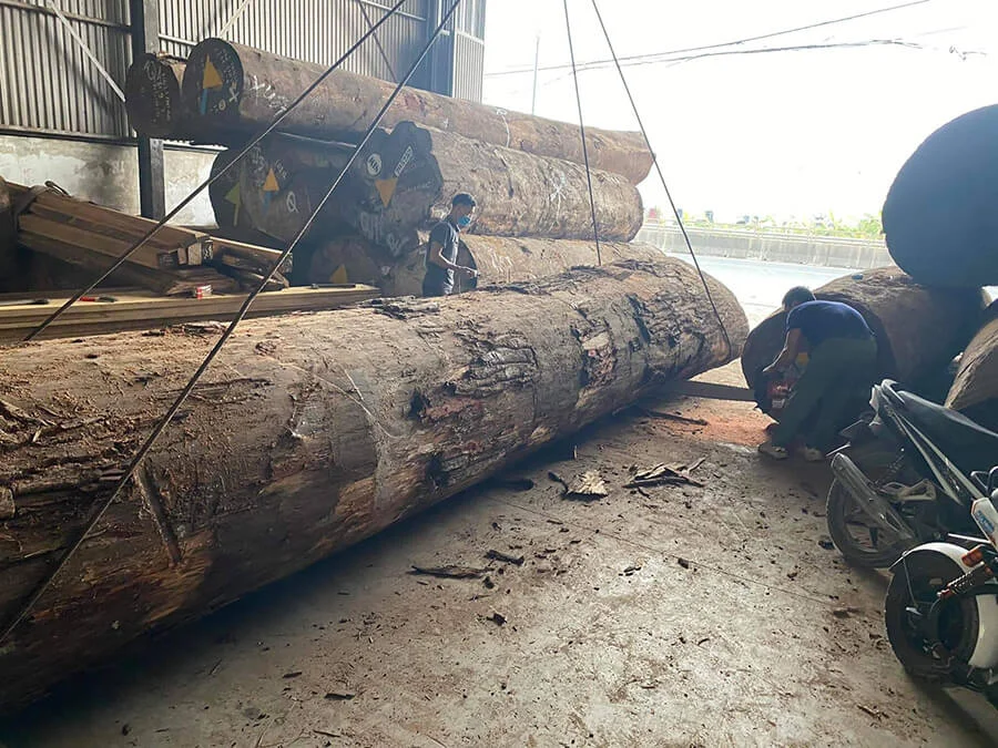 Gỗ sến bao nhiêu tiền một khối?