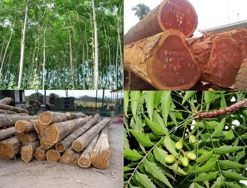 Đặc điểm nổi bật