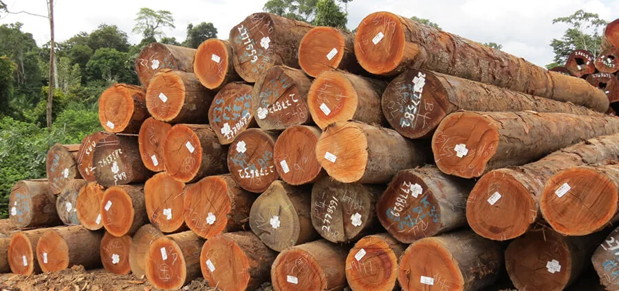 Đặc tính chi tiết của gỗ gõ đỏ